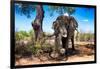 Awesome South Africa Collection - African Elephant-Philippe Hugonnard-Framed Photographic Print