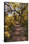 Awesome South Africa Collection - African Jungle II-Philippe Hugonnard-Stretched Canvas