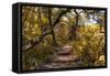 Awesome South Africa Collection - African Jungle V-Philippe Hugonnard-Framed Stretched Canvas