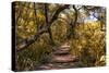 Awesome South Africa Collection - African Jungle V-Philippe Hugonnard-Stretched Canvas