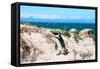 Awesome South Africa Collection - African Penguin at Boulders Beach XIII-Philippe Hugonnard-Framed Stretched Canvas