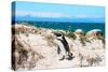 Awesome South Africa Collection - African Penguin at Boulders Beach XIII-Philippe Hugonnard-Stretched Canvas