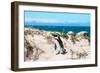 Awesome South Africa Collection - African Penguin at Boulders Beach XIII-Philippe Hugonnard-Framed Photographic Print