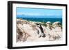 Awesome South Africa Collection - African Penguin at Boulders Beach XIII-Philippe Hugonnard-Framed Photographic Print