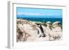 Awesome South Africa Collection - African Penguin at Boulders Beach XIII-Philippe Hugonnard-Framed Photographic Print