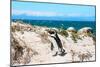 Awesome South Africa Collection - African Penguin at Boulders Beach XIII-Philippe Hugonnard-Mounted Photographic Print