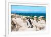 Awesome South Africa Collection - African Penguin at Boulders Beach XIII-Philippe Hugonnard-Framed Photographic Print