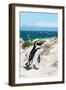 Awesome South Africa Collection - African Penguin at Boulders Beach XIV-Philippe Hugonnard-Framed Photographic Print