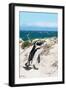 Awesome South Africa Collection - African Penguin at Boulders Beach XIV-Philippe Hugonnard-Framed Photographic Print