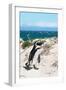 Awesome South Africa Collection - African Penguin at Boulders Beach XIV-Philippe Hugonnard-Framed Photographic Print