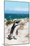 Awesome South Africa Collection - African Penguin at Boulders Beach XIV-Philippe Hugonnard-Mounted Photographic Print