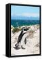 Awesome South Africa Collection - African Penguin at Boulders Beach XIV-Philippe Hugonnard-Framed Stretched Canvas