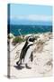 Awesome South Africa Collection - African Penguin at Boulders Beach XIV-Philippe Hugonnard-Stretched Canvas