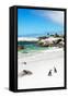 Awesome South Africa Collection - African Penguins at Boulders Beach III-Philippe Hugonnard-Framed Stretched Canvas