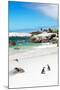 Awesome South Africa Collection - African Penguins at Boulders Beach III-Philippe Hugonnard-Mounted Photographic Print