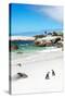 Awesome South Africa Collection - African Penguins at Boulders Beach III-Philippe Hugonnard-Stretched Canvas