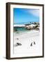 Awesome South Africa Collection - African Penguins at Boulders Beach III-Philippe Hugonnard-Framed Photographic Print