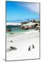 Awesome South Africa Collection - African Penguins at Boulders Beach III-Philippe Hugonnard-Mounted Photographic Print