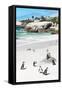 Awesome South Africa Collection - African Penguins at Boulders Beach IX-Philippe Hugonnard-Framed Stretched Canvas