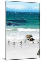 Awesome South Africa Collection - African Penguins at Boulders Beach V-Philippe Hugonnard-Mounted Photographic Print