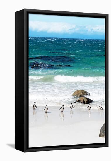 Awesome South Africa Collection - African Penguins at Boulders Beach V-Philippe Hugonnard-Framed Stretched Canvas