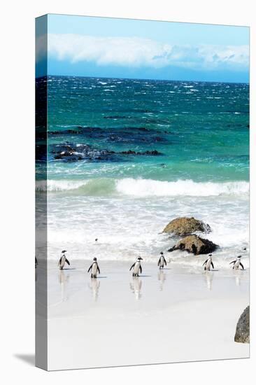 Awesome South Africa Collection - African Penguins at Boulders Beach V-Philippe Hugonnard-Stretched Canvas