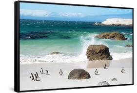 Awesome South Africa Collection - African Penguins at Boulders Beach VI-Philippe Hugonnard-Framed Stretched Canvas