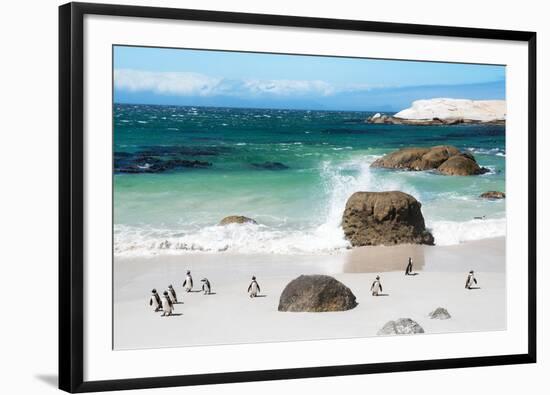Awesome South Africa Collection - African Penguins at Boulders Beach VI-Philippe Hugonnard-Framed Photographic Print