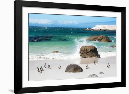 Awesome South Africa Collection - African Penguins at Boulders Beach VI-Philippe Hugonnard-Framed Photographic Print