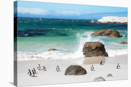 Awesome South Africa Collection - African Penguins at Boulders Beach VI-Philippe Hugonnard-Stretched Canvas