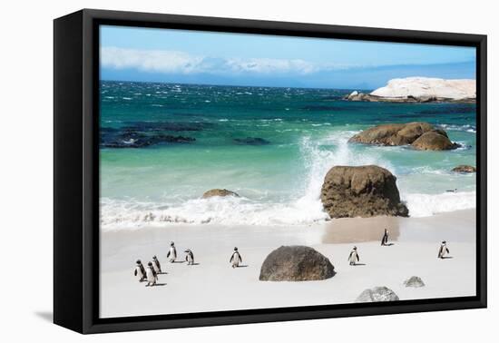 Awesome South Africa Collection - African Penguins at Boulders Beach VI-Philippe Hugonnard-Framed Stretched Canvas