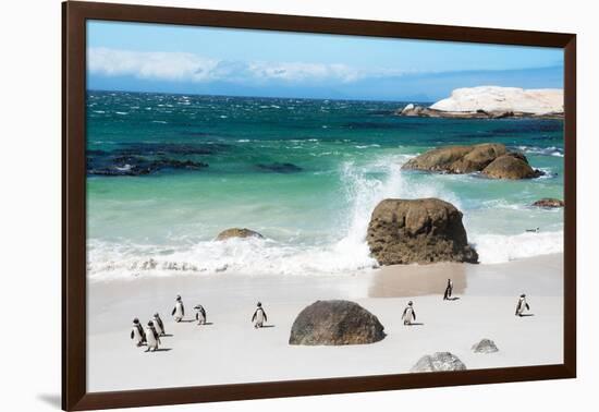 Awesome South Africa Collection - African Penguins at Boulders Beach VI-Philippe Hugonnard-Framed Photographic Print