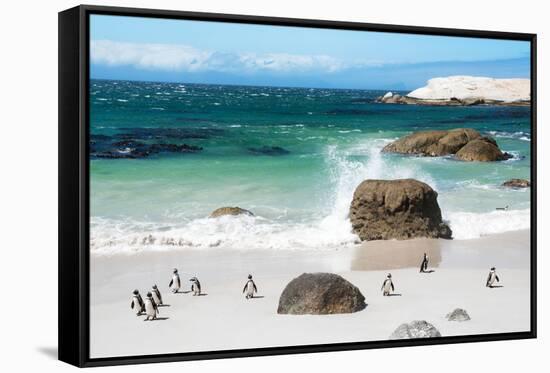 Awesome South Africa Collection - African Penguins at Boulders Beach VI-Philippe Hugonnard-Framed Stretched Canvas