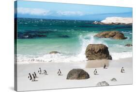 Awesome South Africa Collection - African Penguins at Boulders Beach VI-Philippe Hugonnard-Stretched Canvas