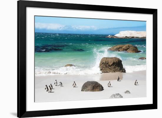 Awesome South Africa Collection - African Penguins at Boulders Beach VI-Philippe Hugonnard-Framed Photographic Print