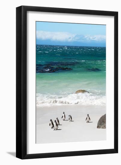 Awesome South Africa Collection - African Penguins at Boulders Beach VII-Philippe Hugonnard-Framed Photographic Print