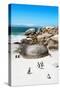 Awesome South Africa Collection - African Penguins at Boulders Beach X-Philippe Hugonnard-Stretched Canvas
