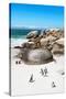 Awesome South Africa Collection - African Penguins at Boulders Beach X-Philippe Hugonnard-Stretched Canvas