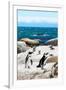 Awesome South Africa Collection - African Penguins at Boulders Beach XII-Philippe Hugonnard-Framed Photographic Print