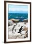 Awesome South Africa Collection - African Penguins at Boulders Beach XII-Philippe Hugonnard-Framed Photographic Print