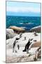 Awesome South Africa Collection - African Penguins at Boulders Beach XII-Philippe Hugonnard-Mounted Photographic Print