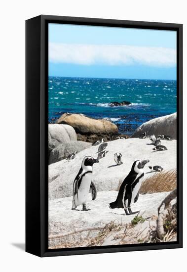 Awesome South Africa Collection - African Penguins at Boulders Beach XII-Philippe Hugonnard-Framed Stretched Canvas