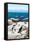 Awesome South Africa Collection - African Penguins at Boulders Beach XII-Philippe Hugonnard-Framed Stretched Canvas