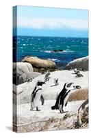 Awesome South Africa Collection - African Penguins at Boulders Beach XII-Philippe Hugonnard-Stretched Canvas