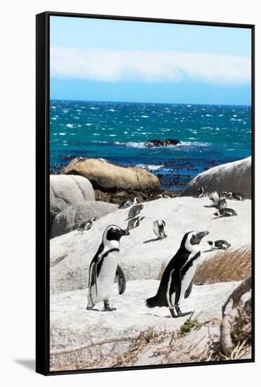 Awesome South Africa Collection - African Penguins at Boulders Beach XII-Philippe Hugonnard-Framed Stretched Canvas