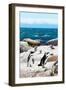 Awesome South Africa Collection - African Penguins at Boulders Beach XII-Philippe Hugonnard-Framed Photographic Print