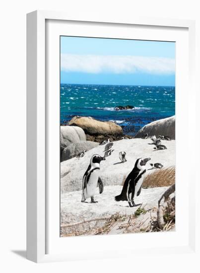 Awesome South Africa Collection - African Penguins at Boulders Beach XII-Philippe Hugonnard-Framed Photographic Print