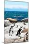 Awesome South Africa Collection - African Penguins at Boulders Beach XII-Philippe Hugonnard-Mounted Photographic Print