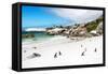 Awesome South Africa Collection - African Penguins at Boulders Beach-Philippe Hugonnard-Framed Stretched Canvas