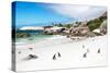 Awesome South Africa Collection - African Penguins at Boulders Beach-Philippe Hugonnard-Stretched Canvas